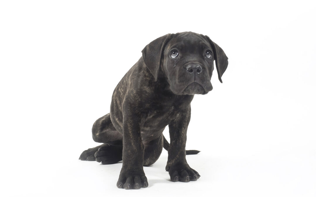 3 trucos para que tu cachorro no destroce la casa