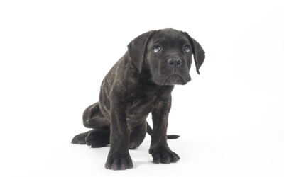 3 trucos para que tu cachorro no destroce la casa