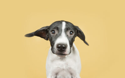 3 ESTRATEGIAS PARA ENSEÑAR A TU PERRO A HACER PIS Y CACA EN UN LUGAR DETERMINADO