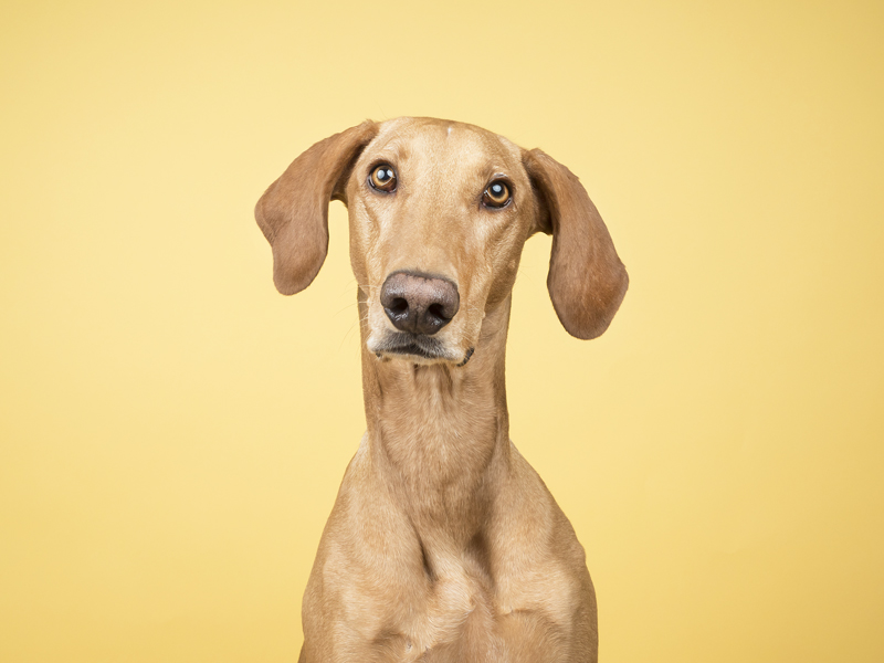 ¡Solo en casa! ¿Tu perro lo pasa muy mal si se queda solo?