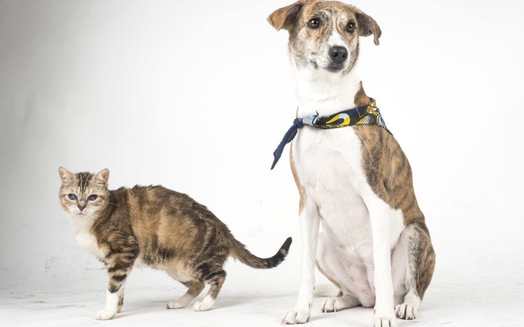 Capítulo 4: ¿CÓMO PRESENTAR A TU NUEVO PERRO AL GATO/S DE CASA?