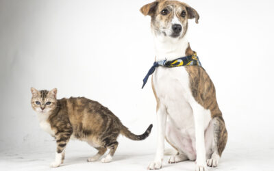 Capítulo 4: ¿CÓMO PRESENTAR A TU NUEVO PERRO AL GATO/S DE CASA?