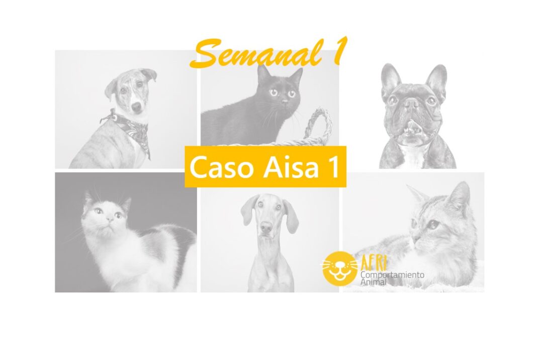 miniatura semanal 11