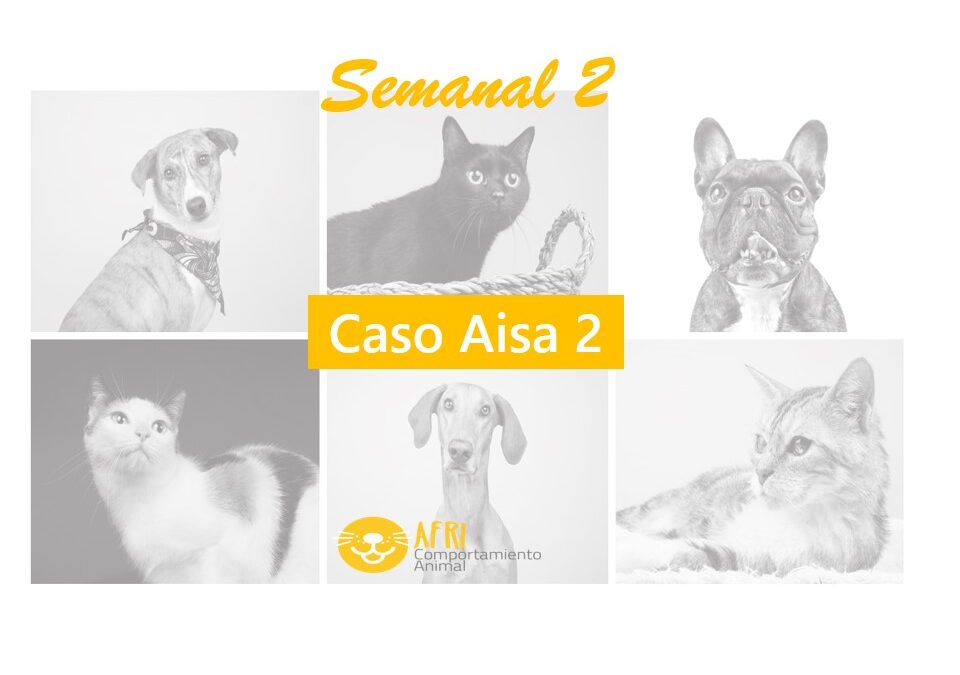 miniatura semanal 2