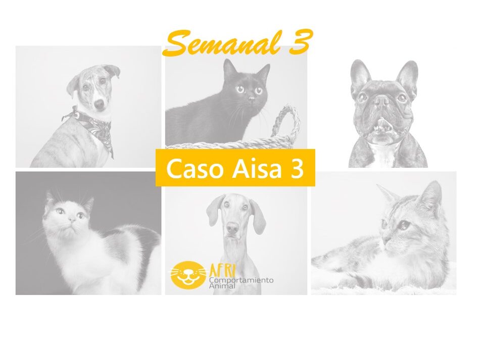 miniatura semanal 3