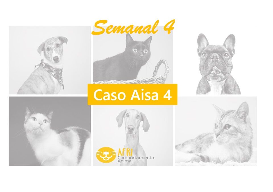 miniatura semanal 41