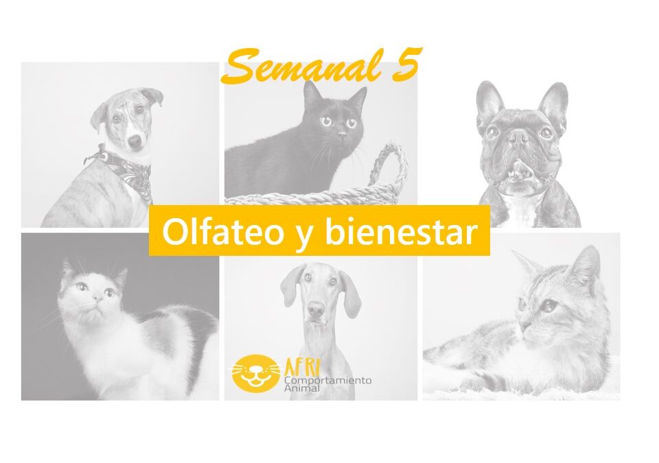 miniatura semanal 5