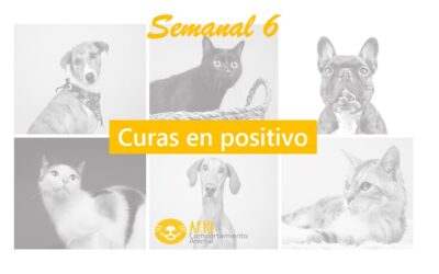 Semanal 6: Curas en positivo
