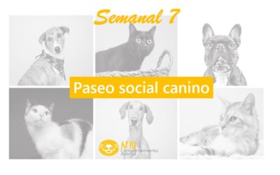 Semanal 7: Paseo social canino