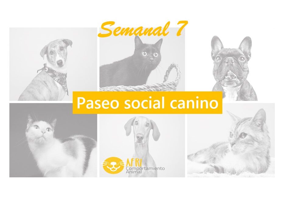 miniatura semanal 7
