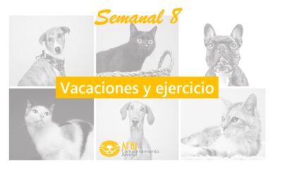 Semanal 8: Vacaciones y ejercicio