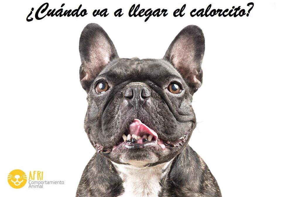 calorcito