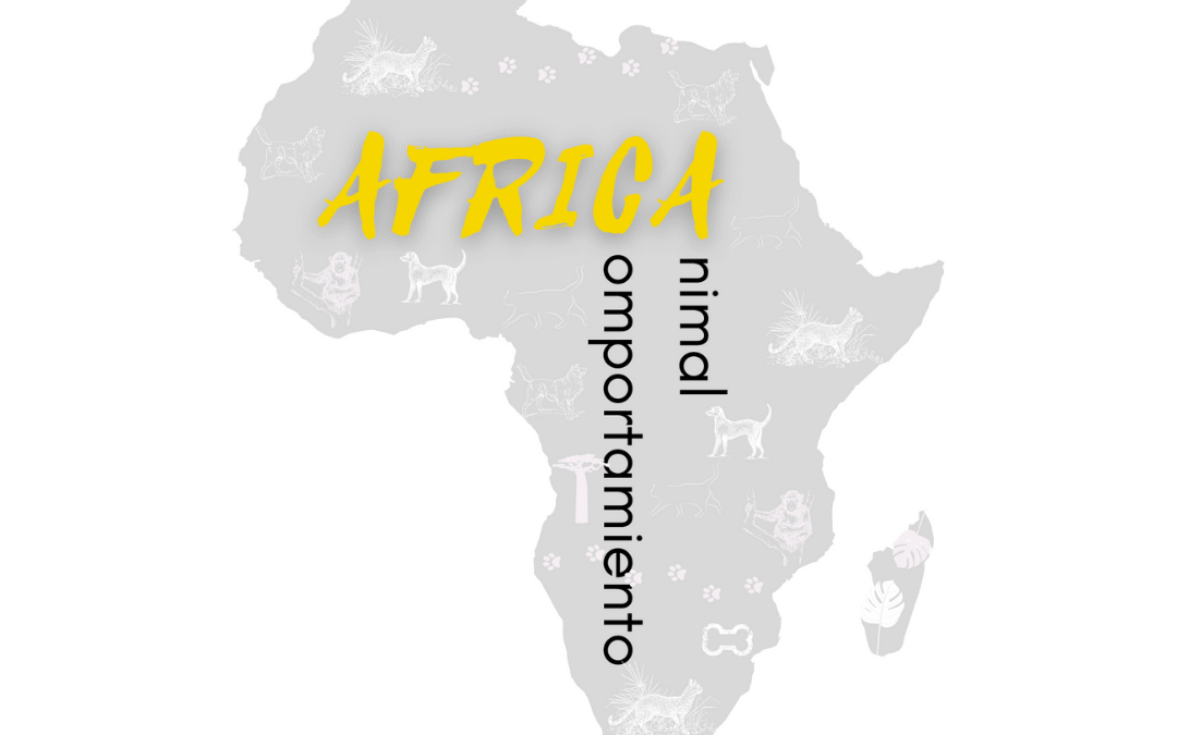 Blog asociación Afri II