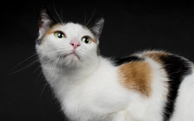 5 tips para mejorar la calidad de vida de tu gato senior