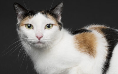 ¡¡Miau, miau, miau!! ¿Qué puedes hacer cuando tu gato no para de maullar?