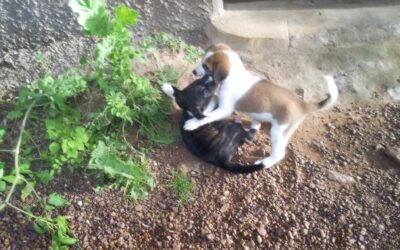 4 TIPS PARA QUE TU CACHORRO NO TE MUERDA