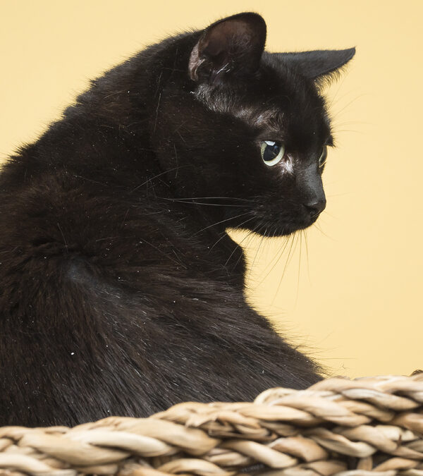 ¿Tu gato se asusta y te ataca?