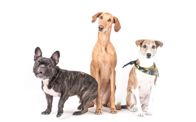 ¿Cómo saber si tu perro es realmente feliz?