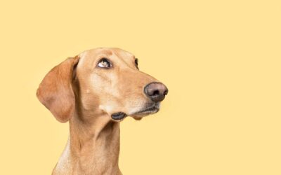 Petardos y miedo: cómo ayudar a tu perro estas fiestas