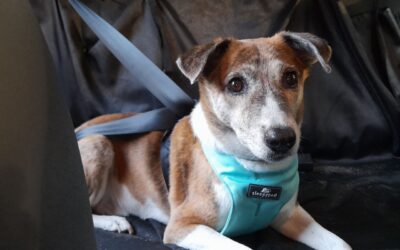 ¿TU PERRO TIENE MIEDO A VIAJAR EN COCHE?