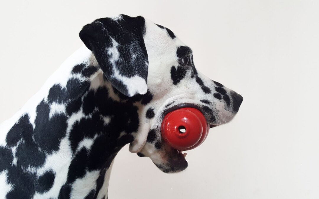 ¿Cómo rellenar el kong para perros? 5 niveles de dificultad