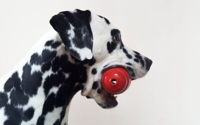 ¿Cómo rellenar el kong para perros? 5 niveles de dificultad