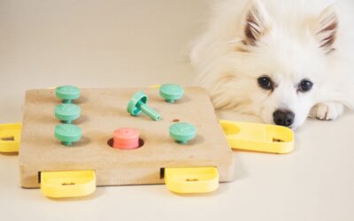 5 tipos de juguetes interactivos para entretener a tu perro