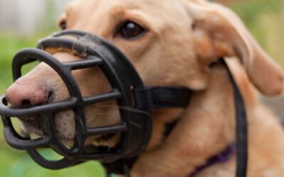 ¿Cuándo usar el bozal con un perro?