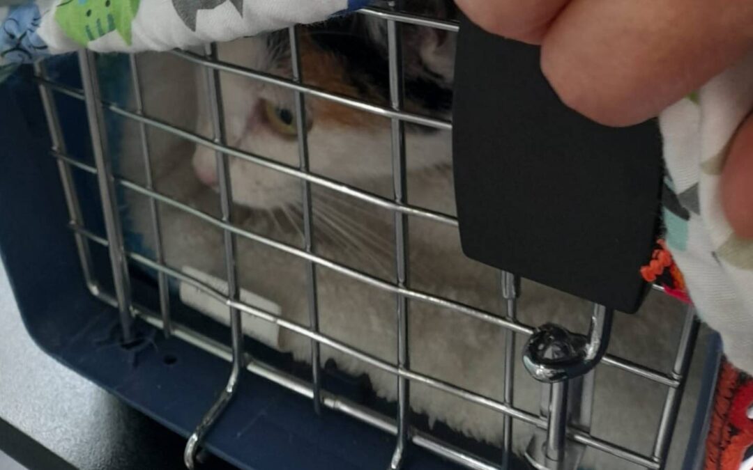 5 tips para llevar a tu gato al veterinario
