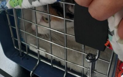 5 tips para llevar a tu gato al veterinario