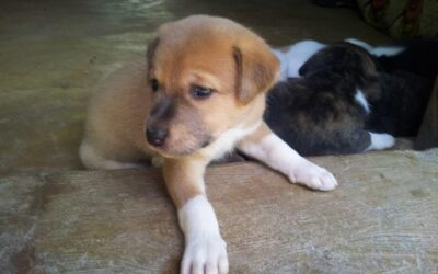 Enseña a tu cachorro: 7+1 básicos para darle lo mejor
