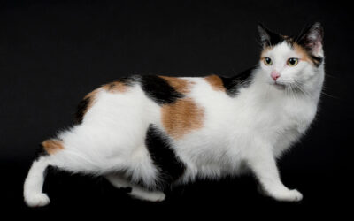 ¿Qué te comunica tu gato con su cuerpo?