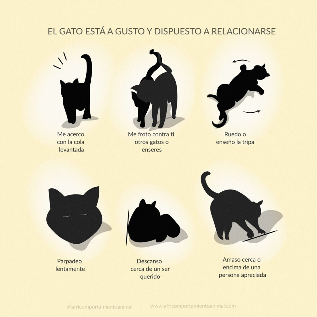 Señales de comunicación positiva en gatos