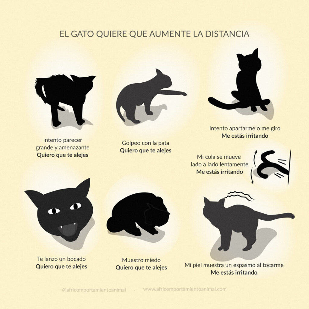 Señales de comunicación negativa en gatos