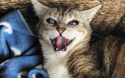 ¿Qué te comunica tu gato con sus maullidos?