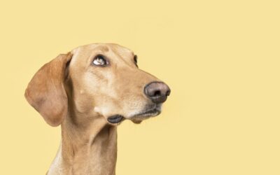 Mi perro ataca a personas en la calle, ¿tiene solución?