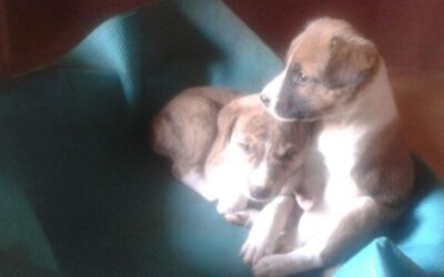 Cómo gestionar la energía de tu cachorro: 5 tips para una convivencia feliz