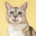 Lucía – foto de Andrés López de @fotopets