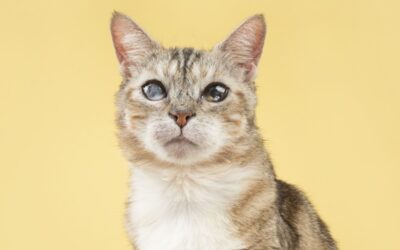 Los mejores juguetes para gatos: cómo elegirlos para reducir el estrés y mejorar su bienestar