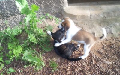 7 errores al educar un cachorro (y cómo evitarlos desde que llega a casa)