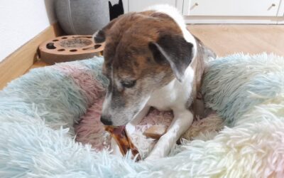 Masticables para perros: bienestar, calma y prevención del estrés