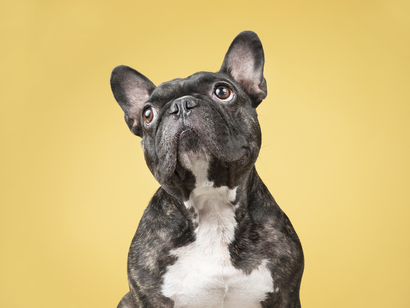 Mi perro me muerde: ¿Por qué ocurre y cómo gestionarlo? La historia de Dexter